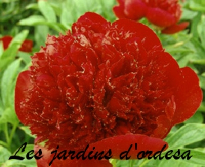 Paeonia red charm